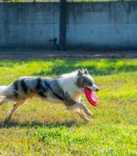FRISBEE-339x226x70x0x198x226x1696930772